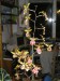 Orchidea Cambria.jpg