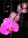 rod Phalaenopsis